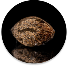 seed