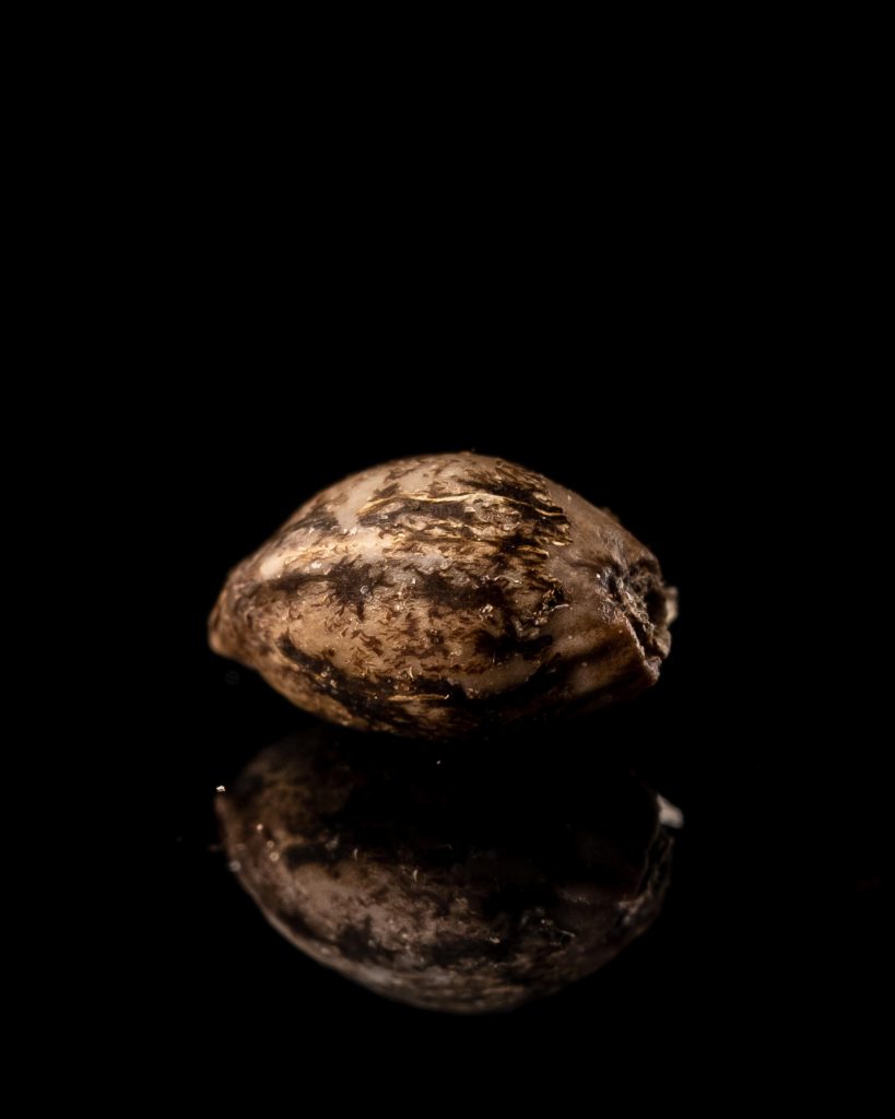 Berry-Chocolate-OKO 2019-x-Sour-Golden-Ticket-Fruit