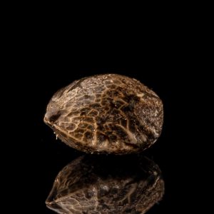 Menthol-Mulanje-Hybrid