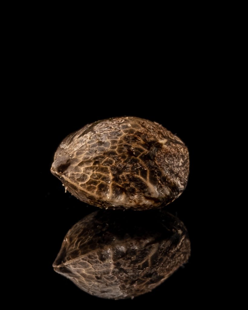 Menthol-Mulanje-Hybrid